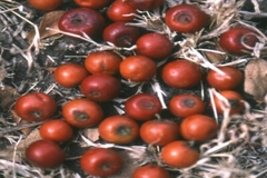 Ziziphus mauritiana